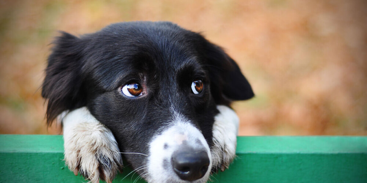Dog thefts on rise in france: what breeds are being targeted and where