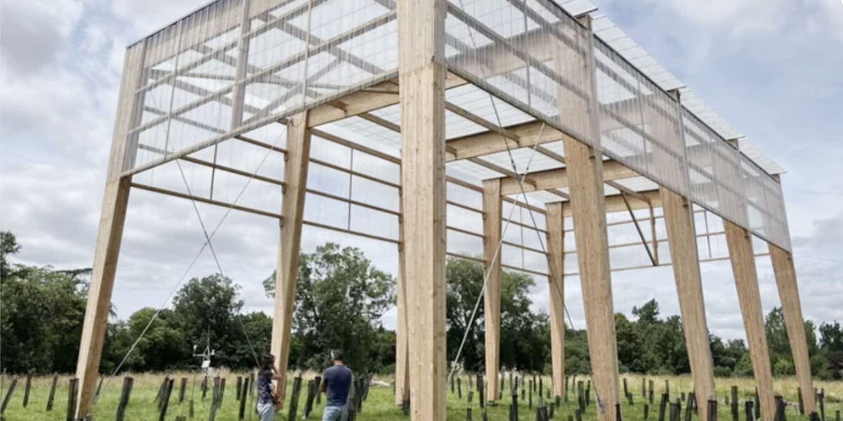 Bordeaux's pine tree experiment to tackle drought