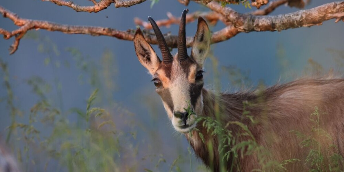Associations campaign to stop culling of 500 chamois in france