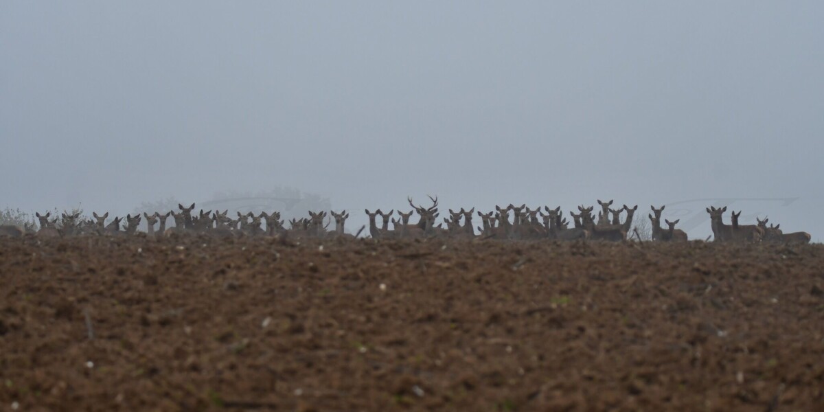 Photos: up to 200 deer emerge from morning fog in france