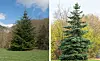 split photo of the Nordmann spruce and Norway fir
