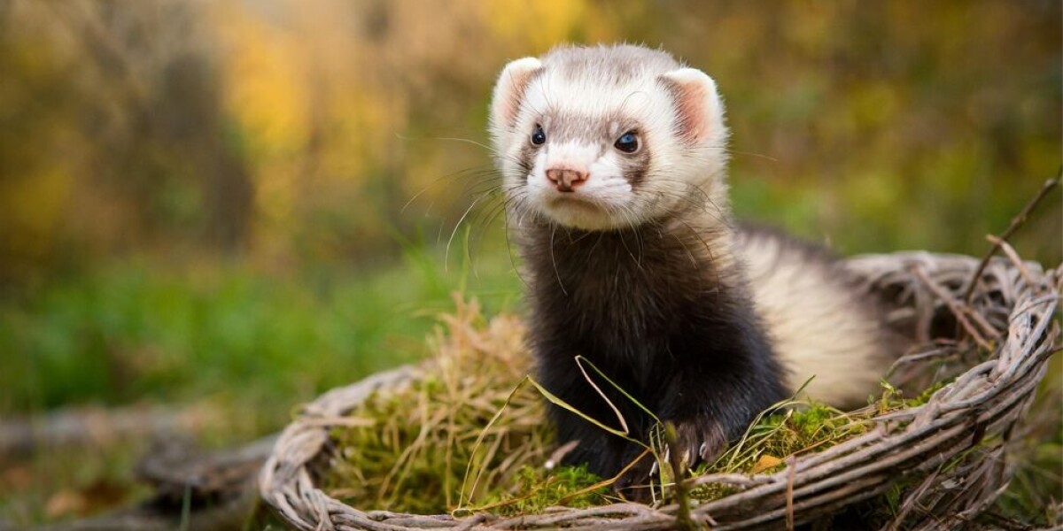 French town battles rat problem with the help of ferrets