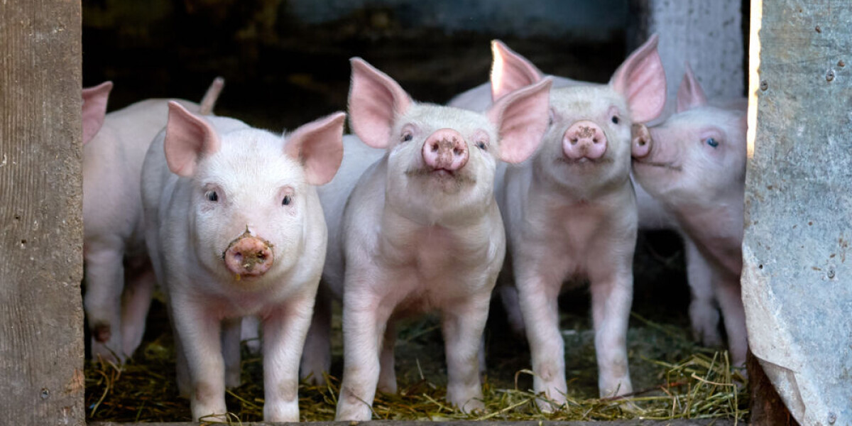 Learning french: tout est bon dans le cochon and other pig expressions