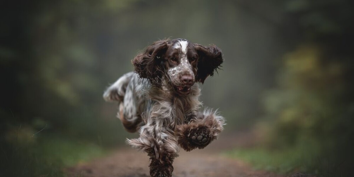 Letters: age should not be an obstacle for adopting a pet dog in france