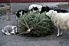 Animals eating a christmas tree