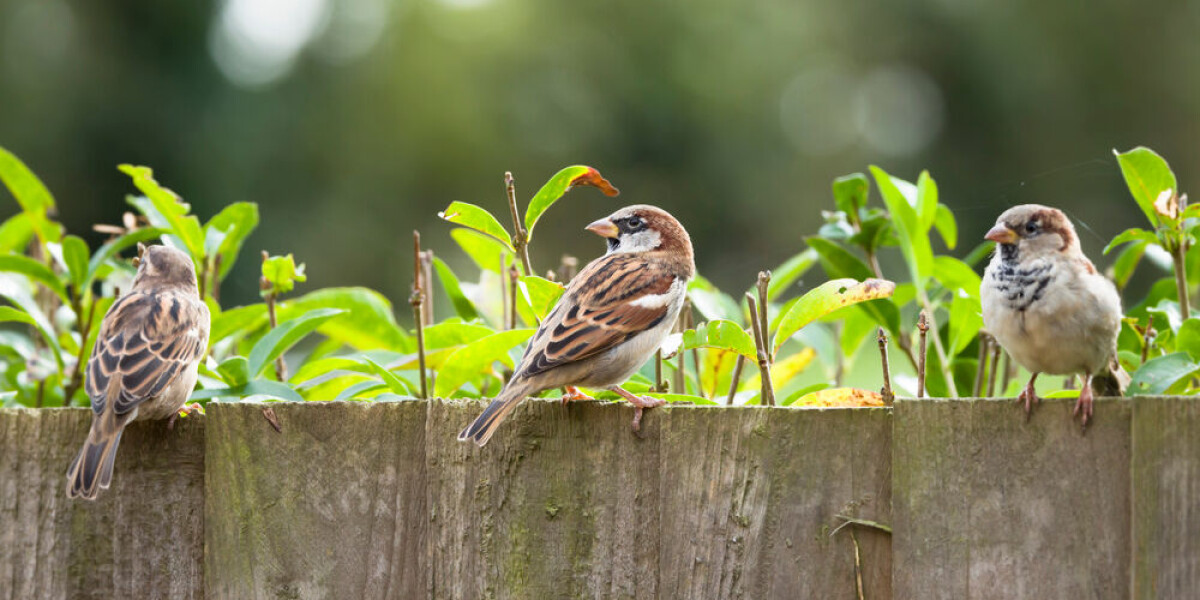 Help scientists this weekend by counting birds in your french garden