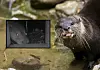 Two images: night-vision camera shot of an otter and close-up of a European otter