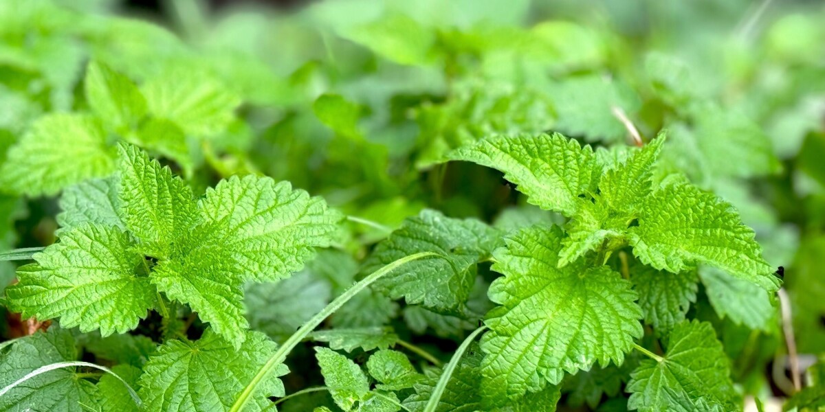 Comment: weeds can make a garden cheaper and more manageable in france