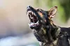 Aggressive,Dog,Shows,Dangerous,Teeth.,German,Sheperd,Attack.,Head,Detail