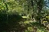 Overgrown rural footpath in France