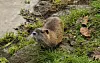 Young,Nutria,Also,Known,As,Coypu,(,Myocastor,Coypus,)