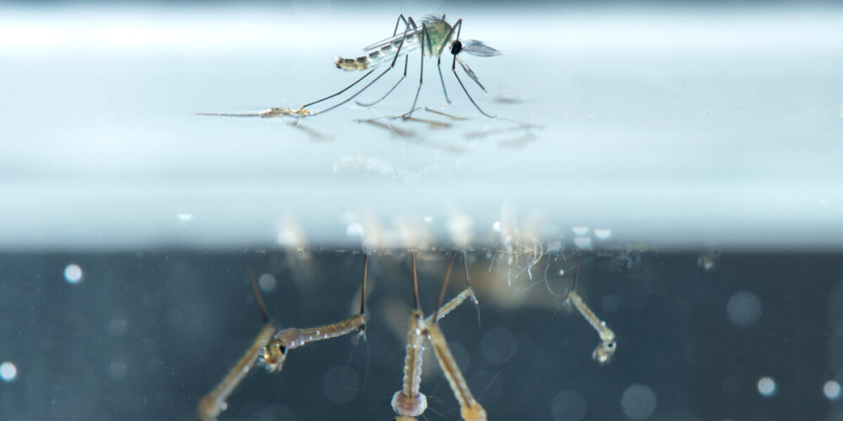 Action against mosquitoes already launched in several areas of france