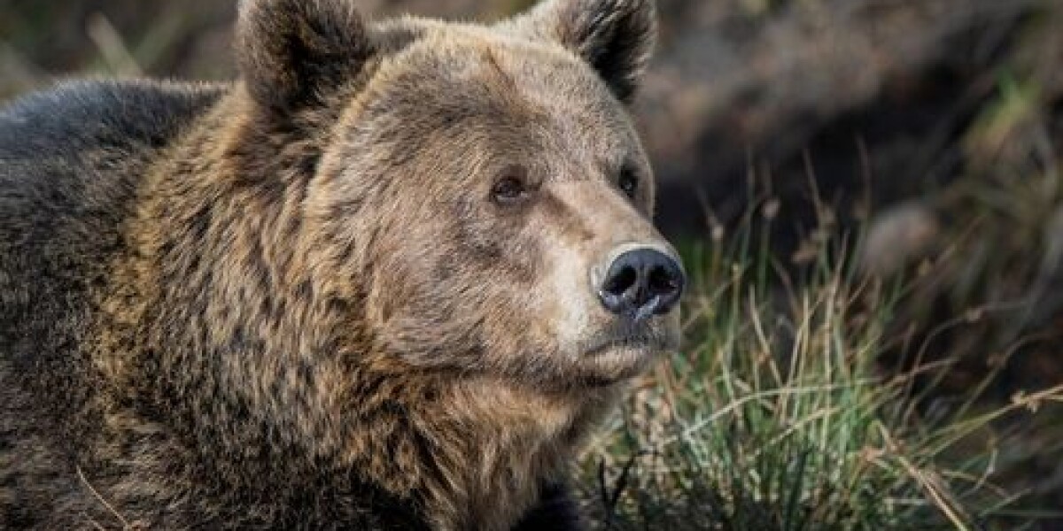83 bears live in the pyrenees show latest data - should we be scared of them?