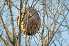 Asian hornet nests appear oval or spherical