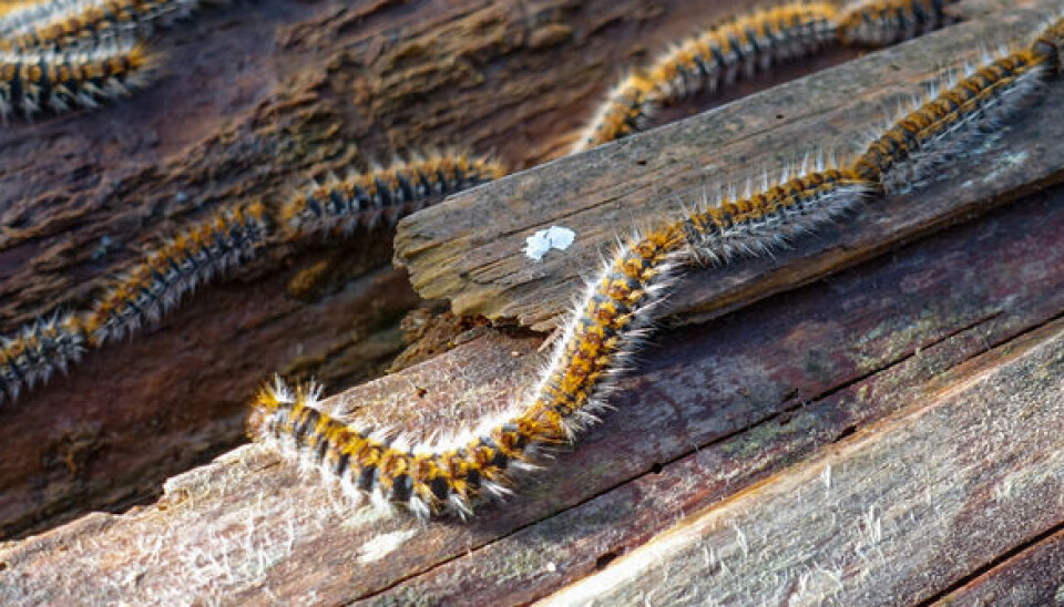 France Tree Pine processionary caterpillars return early to western France in 2026
