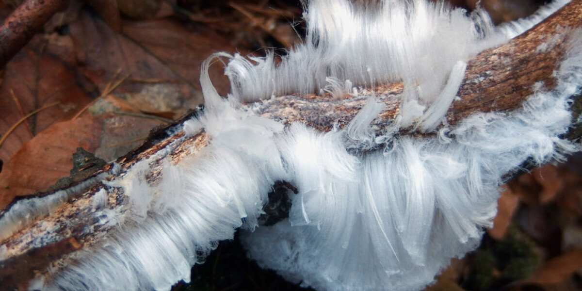 Photo: what is the strange ‘hair ice’ phenomenon seen in france recently?