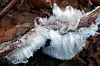 An,Unusual,Natural,Phenomenon,-,Mysterious,Hair,Ice,On,Wood