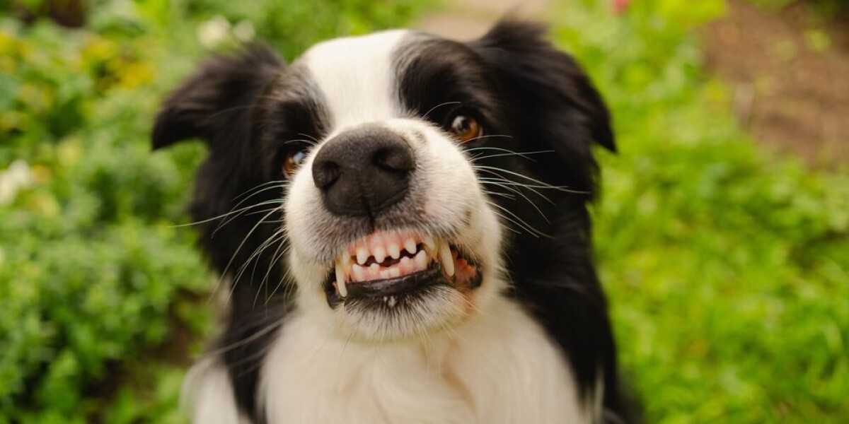 France reports 250,000 dog bites a year: what to do and who is responsible