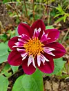 Small dahlia with round petals