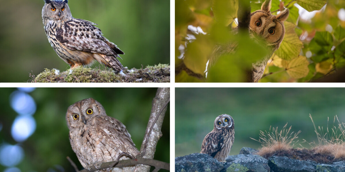 Chance to go owl-spotting in france this weekend