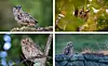 A split image, clockwise from top-left, of a Eurasian eagle-owl, a long-eared owl, a Eurasian scops owl, and a short-eared owl