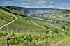 View of Kaysersberg-Vignoble
