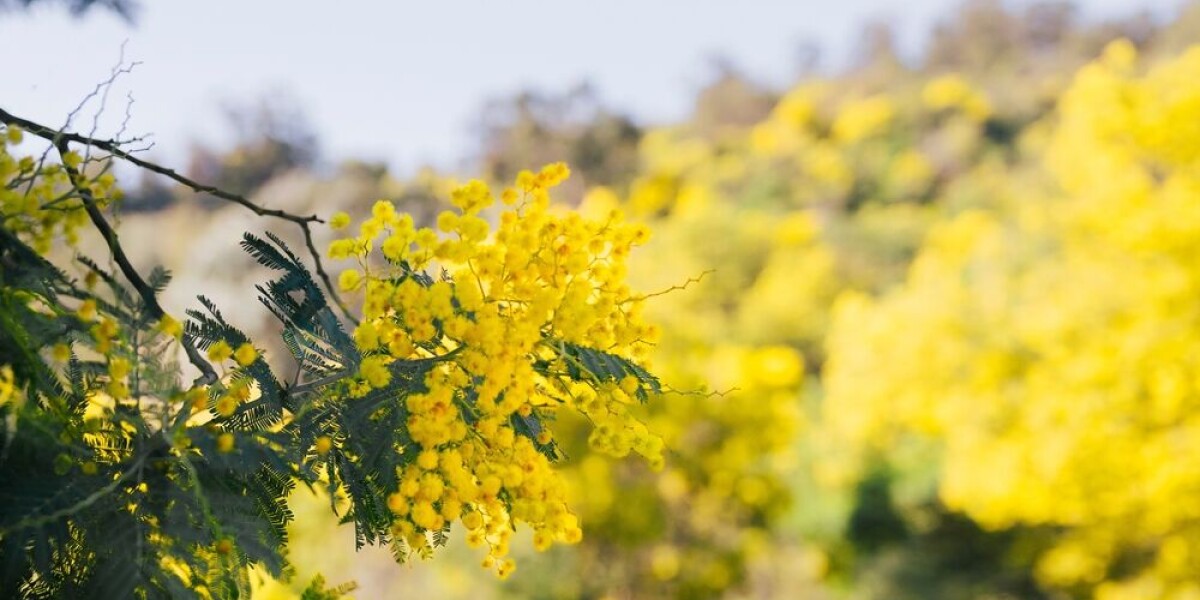 Mimosa: Beautiful yet invasive threat to south of France's biodiversity