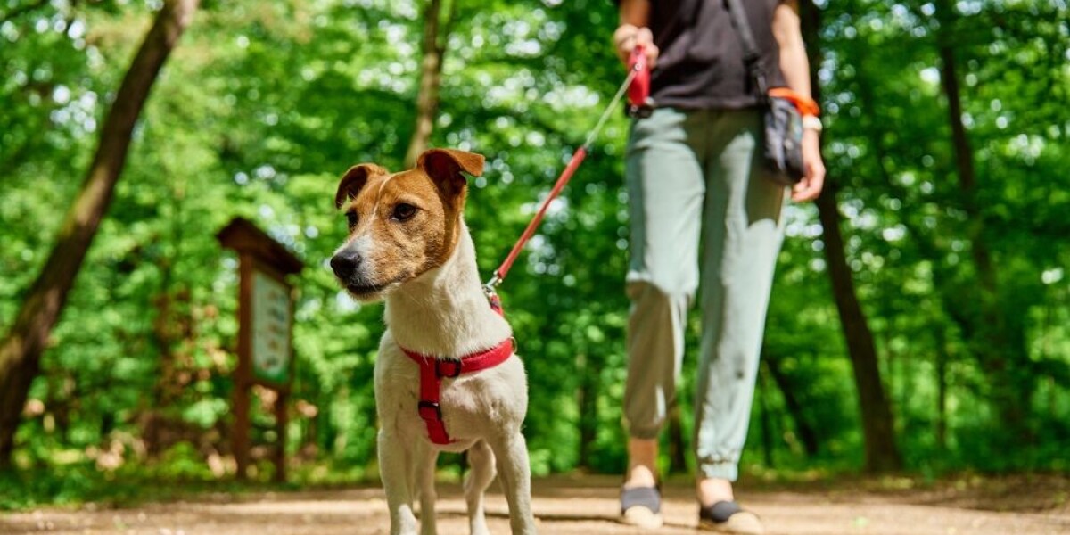 Rules change for dog walking in France from April