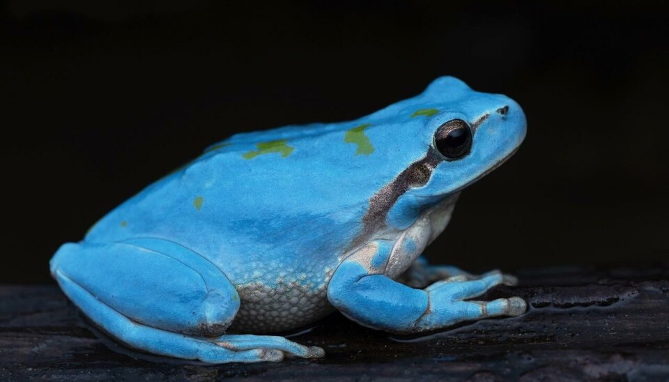 Bullfrog Axanthism Rare Blue Mediterranean Tree Frog Captured in Dordogne by French ...