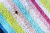Hyalomma,Tick,On,Colorful,Beach,Towel,,Danger,On,Holiday,In