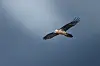 Bearded vulture against a dark sky