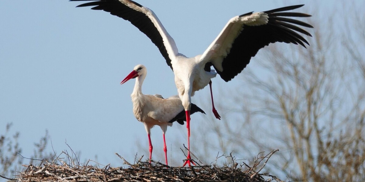 White storks make strong return in france via nest ‘platforms’ and clipped wings
