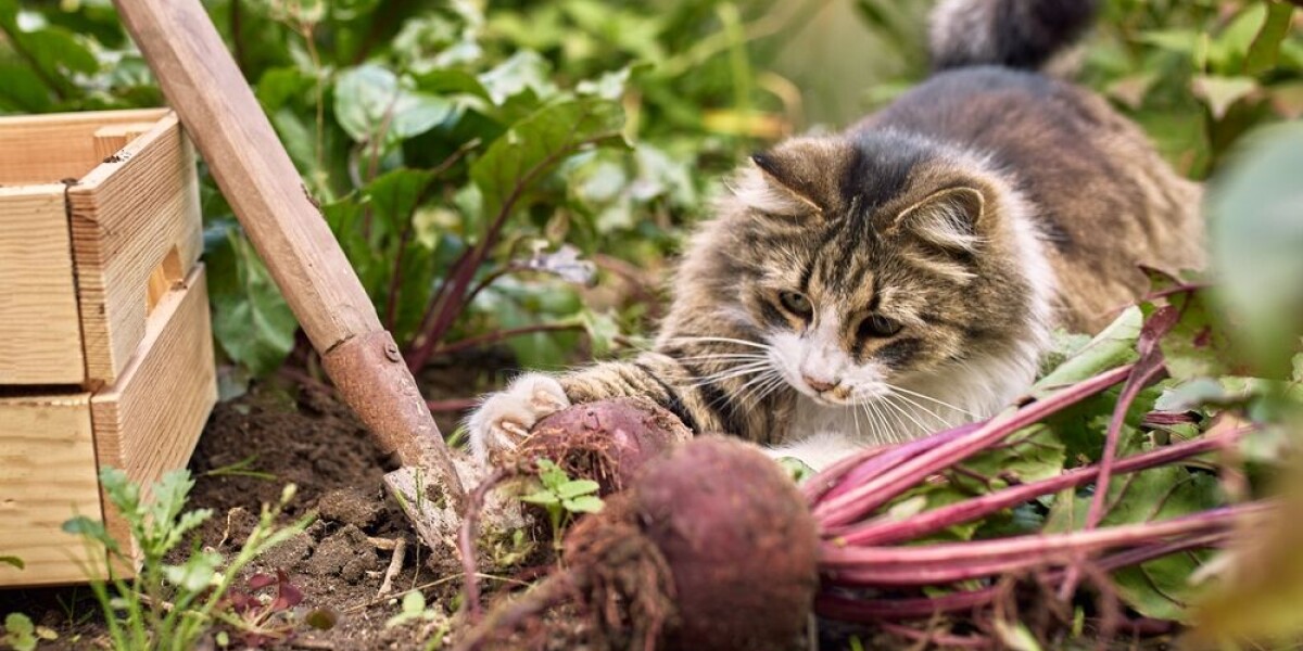 Is compensation possible if a neighbour’s pet damages garden at french second home?