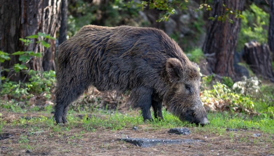 Fuchsia Panda Studio/Shutterstock A view of a wild boar near a forest