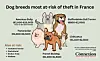 The dog breeds most at-risk of theft in France