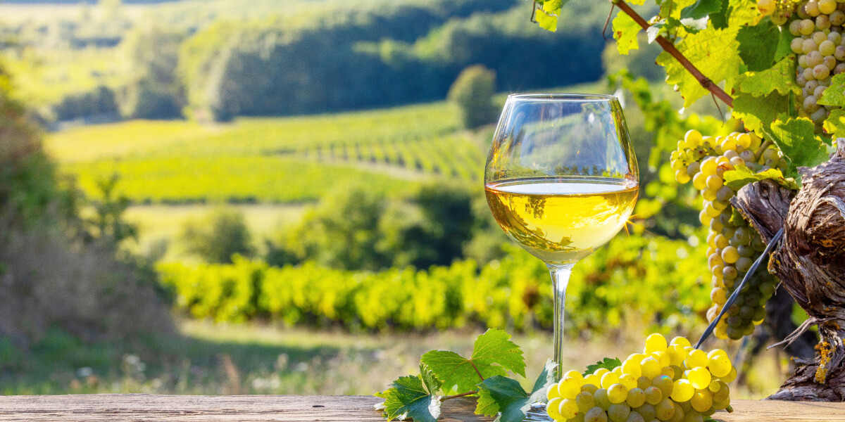 Food matches for french white wine