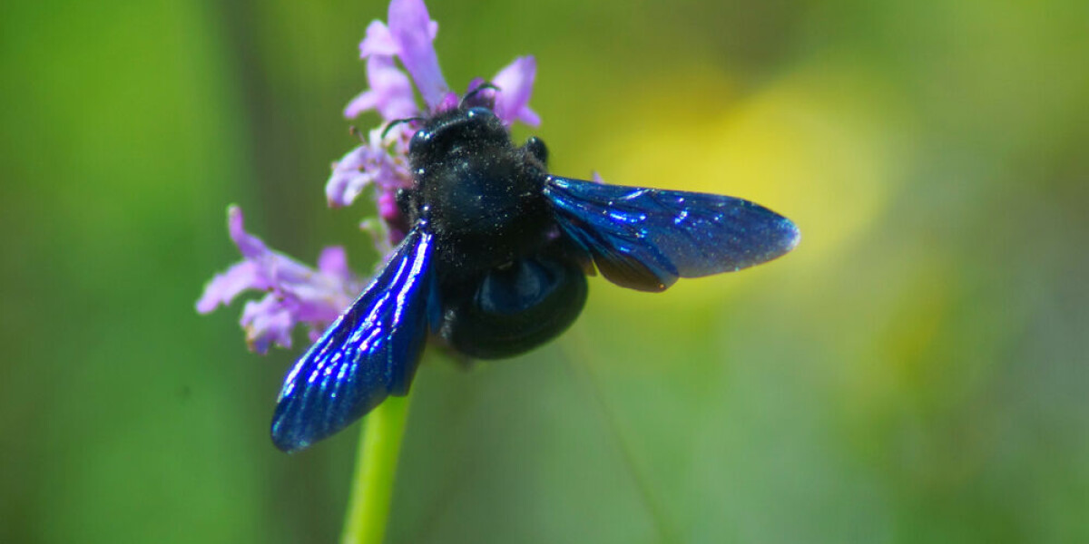 Why you may now see a large black and blue bee in your french garden