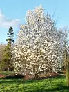 Tree with white blooms