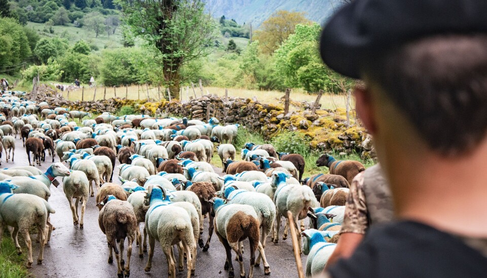 Transhumance Join France's summer transhumance: Walk with sheep, cows, and horses