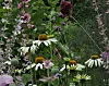 Collection of flowers including Echinacea