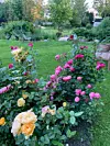 Roses grow in a large green garden