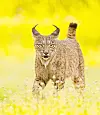 A eurasian lynx in yellow grass