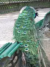 Peacock on a bench