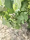 Grapes on a vine
