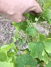 Downy mildew affecting a Carignan grape crop