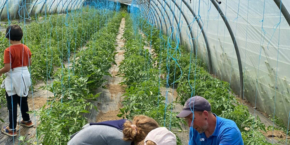 Meet the farming family growing diverse vegetables in west France