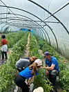 Children inside a tomato greenhouse