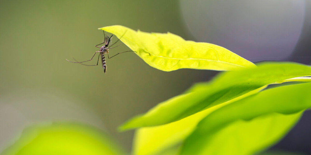 Chikungunya, dengue fever, zika: how many cases in each French region this summer?