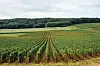 View of Burgundy vineyard
