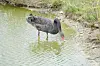 A black swan